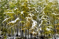 ���Ի���������ѩ��