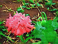 ���Ի�����ڻ���