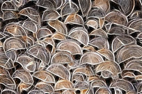 ���Ի�������������