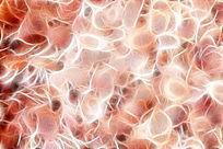 ���Ի���ֲ����ơ�