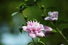 �����ķ�ɣ��