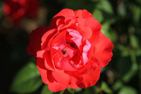 ���޵��¼���