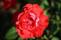 ���޵��¼���