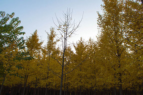 ������ľ