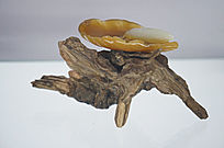 ���һƬҶ�ڼ�