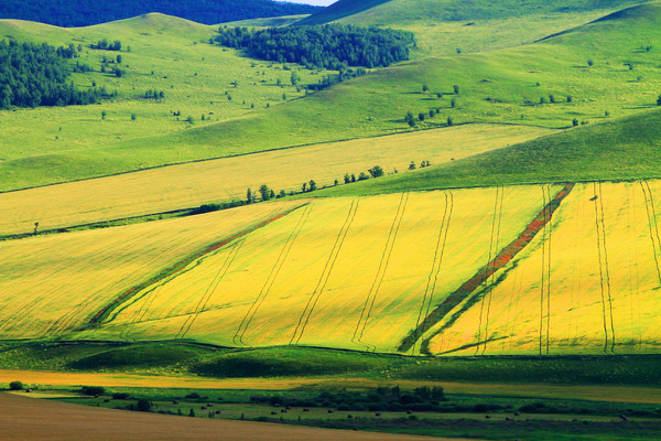 ��Ұ��ɫ��