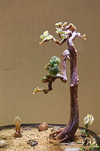 ����֦��ѿ