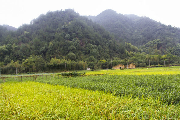 ����ɽ��