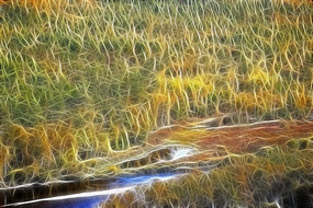 ���Ի���ɭ��֮�ӡ�