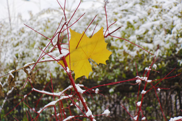 �¶���Ҷ��