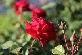 ��ɫ�¼���