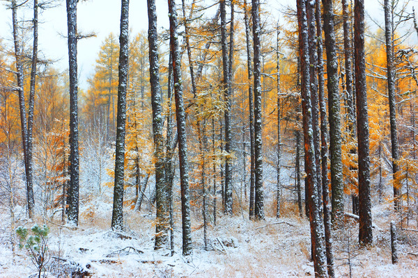 ��Ȼ���֮ѩ��