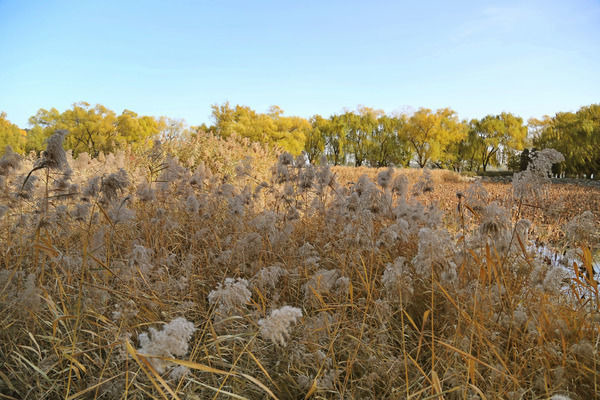 �����µ�«έ��