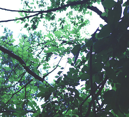 �߲�����Ҷ