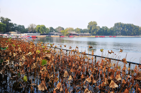 ����ʲɲ��