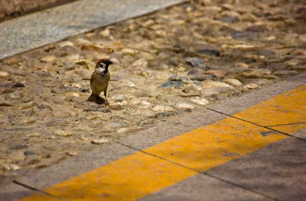 ���ϵ���ȸ