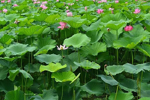 ���������ŵĺɻ�����