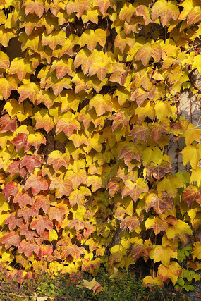 ��ǽ���Ļ�