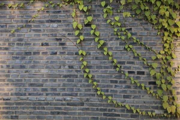 ��Ҷשǽ�Ĵ��ⱳ���ز�