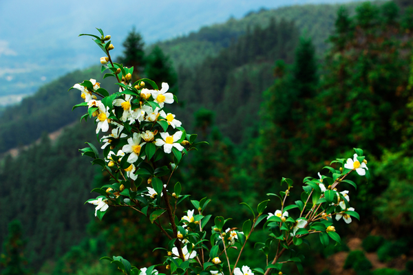 山上的茶树花