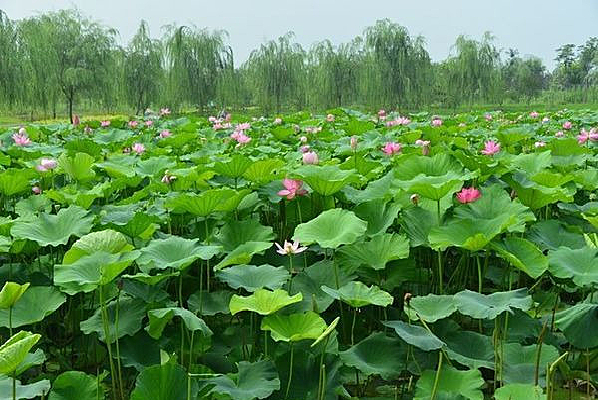 �����ĺɻ�