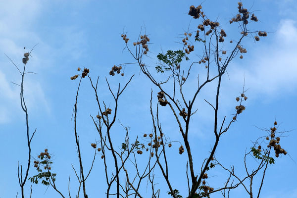 ����е�֦��