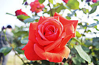 �����޵��¼�