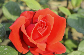 ʢ���ĺ��¼�