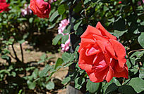 ʢ�����¼���