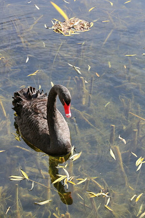 ˮ�еĺ����