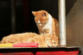 ������İ�è