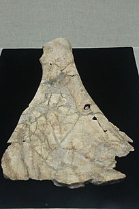 ���ܲ���