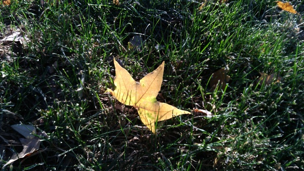 �ݵ��ϵķ�Ҷ