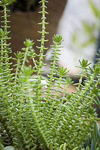 ���̵Ķ���ֲ��