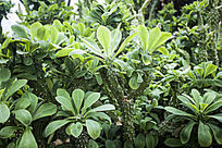 ���̵���������Ҷ