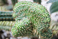 ���̵�������ֲ��