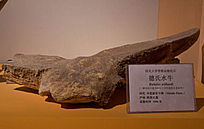 ��ʽˮţ��ʯ