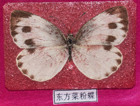 �����˷۵��걾