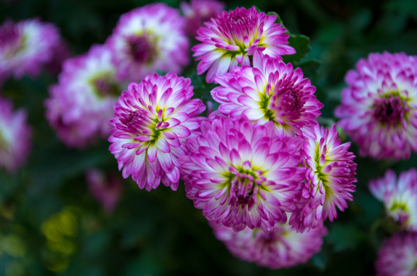 ��ɫ����