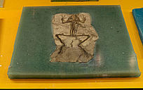 �����ܻ�ʯ