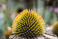 ��Ŀ�յĻ���