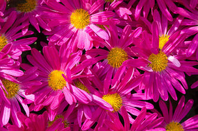 ��ɫ̫����