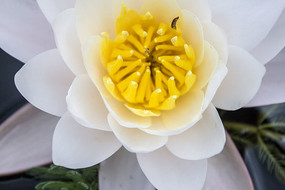 ��ɫ����İ�����