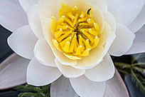 ��ɫ����İ�����