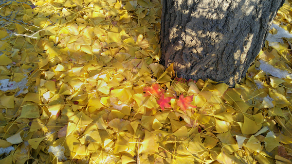 ��Ƶ�����Ҷ