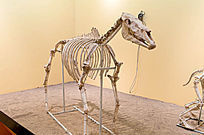 �����Ǽ�