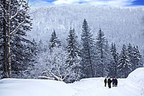 �ֺ�ѩԭ�ο�