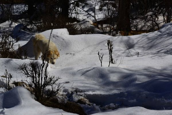 ����ѩ��