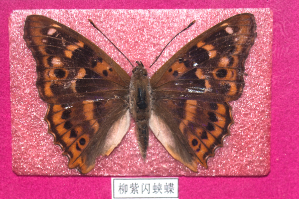 �������̵��걾