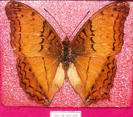 ̨���̵��걾